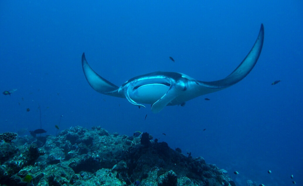 Milaidhoo Maldives 5*